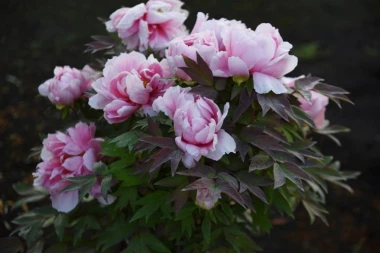 Cvet koji čuva dom od ZLIH SILA! Evo kako se uzgaja!