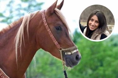 KO JE MOGAO DA UKRADE  ARAPSKOG KONJA NA STAROJ PLANINI?! Progovorila sekretarka udruženja, otkrila nove detalje: LOPOV SE PREVARIO U JEDNOJ STVARI!