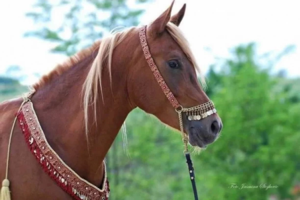 ZA RUBRIKU VEROVALI ILI NE! Pet konja slobodno šeta po parkiću u Višnjičkoj banji! (FOTO, VIDEO)