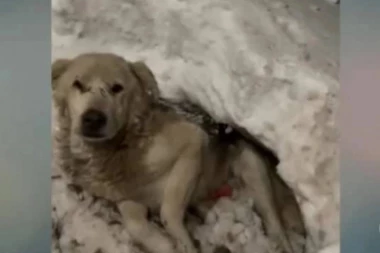 Ležao je upucan u snegu i ČEKAO DA UMRE: Priča ovog psa rasplakaće i ljude sa kamenim srcem (VIDEO)