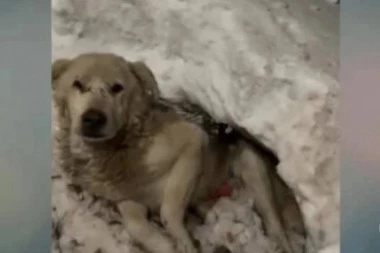 Ležao je upucan u snegu i ČEKAO DA UMRE: Priča ovog psa rasplakaće i ljude sa kamenim srcem (VIDEO)