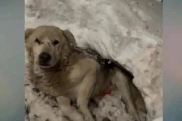 Ležao je upucan u snegu i ČEKAO DA UMRE: Priča ovog psa rasplakaće i ljude sa kamenim srcem (VIDEO)