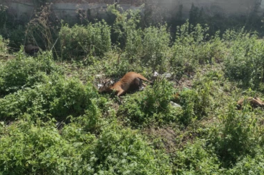 STRADALO PET KOZA: Žica pod naponom pala sa bandere i povredila čoveka (VIDEO)