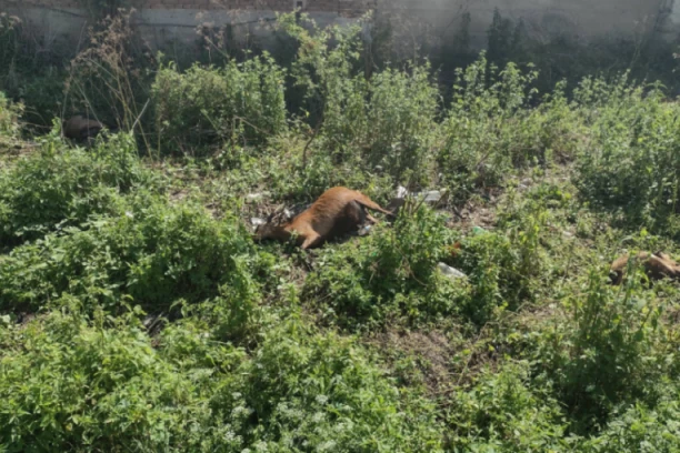 STRADALO PET KOZA: Žica pod naponom pala sa bandere i povredila čoveka (VIDEO)