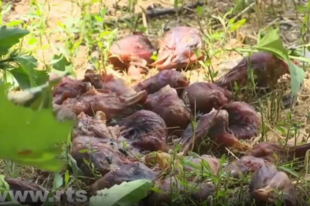 MISTERIJA NA MEDAKU! Ko razbacuje kokošije glave po naselju? Komunalna: Nije naša NADLEŽNOST