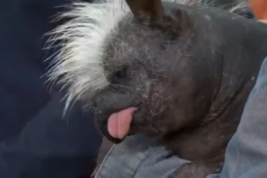 IZABRAN NAJRUŽNIJI PAS NA SVETU! Kada je srećan ispušta zvuk koji podseća na zvuk motora kamiona (VIDEO)