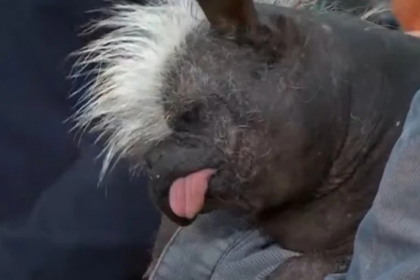 IZABRAN NAJRUŽNIJI PAS NA SVETU! Kada je srećan ispušta zvuk koji podseća na zvuk motora kamiona (VIDEO)