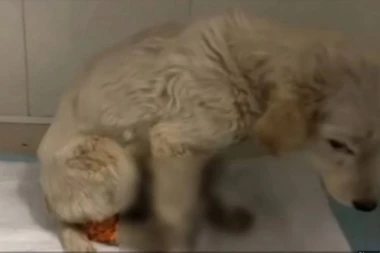 SNIMAK KOJI KIDA DUŠU! Štene je jaukalo i dozivalo pomoć: Kada su spasioci stigli, videli su NEŠTO STRAVIČNO!