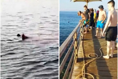 "Kod nas nema ajkula"! Turisti upozoravali spasioce da su videli morskog psa, oni im se smejali! Žana otkriva šta se dešavalo pre pokolja u Hurgadi!