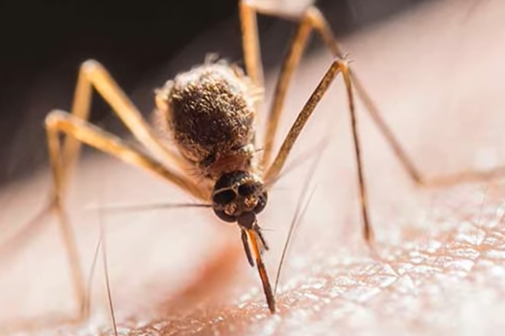 Registrovani komarci zaraženi ZAPADNIM NILOM! Oglasio se "BATUT"! Poseban oprez u ova TRI GRADA!