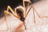Vreba opasnost Zapadnog Nila! Zaraženi komarci prisutni u čak 15 beogradskih opština, broj obolelih raste!