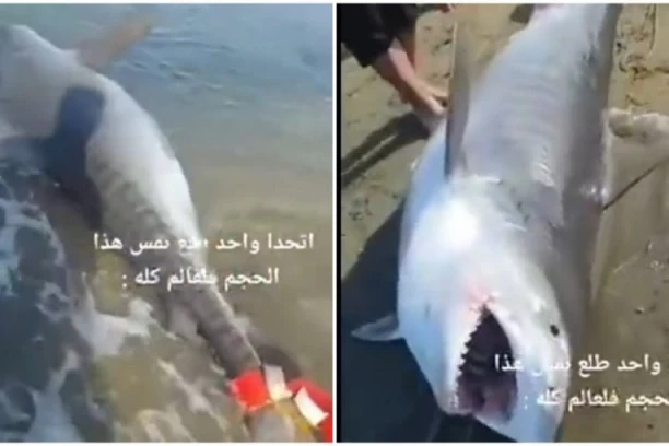 POJAVIO SE SNIMAK MAKO AJKULE! Ubila dve žene u Hurgadi: "Žena je kriva, jer nije poštovala pravila"! (VIDEO)