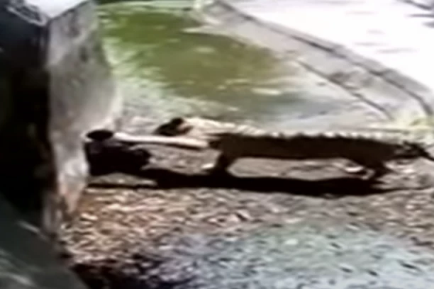 TIGAR NAPAO MLADIĆA U ZOOLOŠKOM VRTU! Zver se prvo igrala sa njim, pa ga ščepala za vrat i vukla! Telo pronađeno dva sata kasnije! (VIDEO)