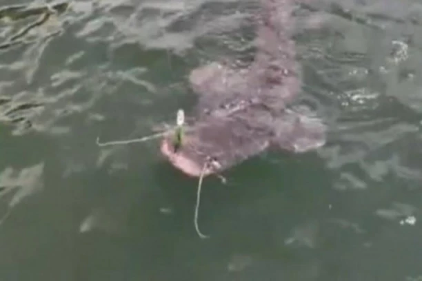 MRCINA IZ DUNAVA! Prvo su IZRONILI brkovi, a onda ovo ČUDOVIŠTE od DVA METRA i 53 kilograma (VIDEO)