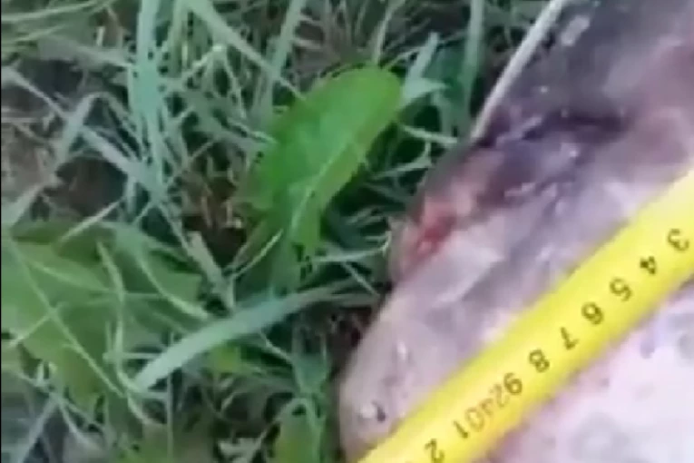 RIBA VEĆA OD ČOVEKA! Ovakav ulov još niste videli (VIDEO)