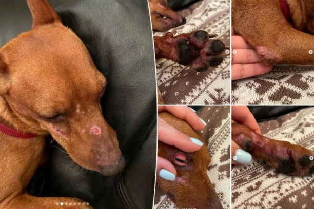 OSTAVILA LJUBIMCA NA ČUVANJE! Vratili joj POVREĐENOG psa, KRVAVIH OČIJU, DROGIRANOG I DEPRESIVNOG! Traumatično iskustvo Alise iz Kraljeva!