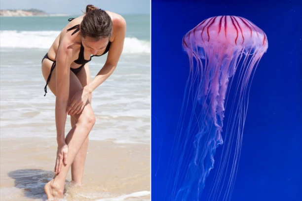 OPREZ! U MEDITERANU SU VIĐENE OPASNE LJUBIČASTE MEDUZE! Ovo morate znati pre nego što uđete u more!