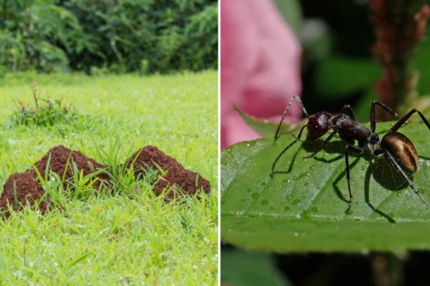 ZAUVEK SE OTARASITE MRAVINJAKA IZ DVORIŠTA! 6 efikasnih načina koji će vam pomoći da rešite veliki i uporni problem!