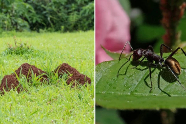 ZAUVEK SE OTARASITE MRAVINJAKA IZ DVORIŠTA! 6 efikasnih načina koji će vam pomoći da rešite veliki i uporni problem!