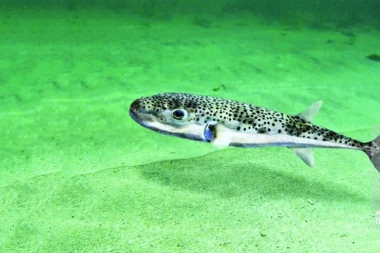 OTROVNA RIBA PLIVA JADRANOM: 1.200 puta otrovnija od CIJANIDA