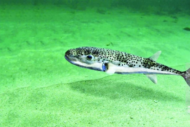 OTROVNA RIBA PLIVA JADRANOM: 1.200 puta otrovnija od CIJANIDA