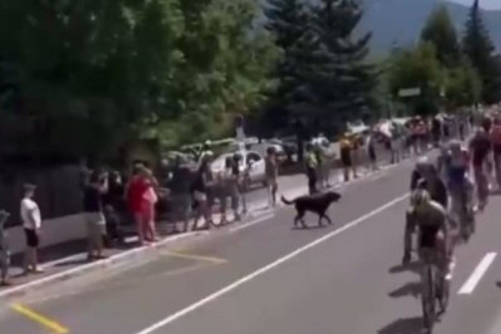 Viralan snimak stiže sa Tur de Fransa: Pas uleteo među bicikliste, oni popadali kao kegle! Belgijanac zadobio povredu! (VIDEO)
