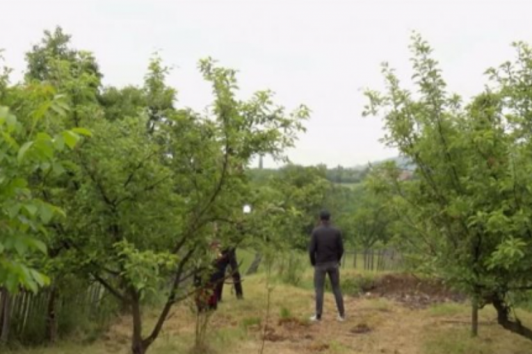 Voćnjak Miloša Bikovića