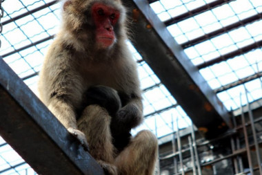 PANIKA U JAPANU! Policija traži divljeg majmuna koji je napao desetoro ljudi! "Videla sam ga kako mi je zgrabio dete za nogu!"