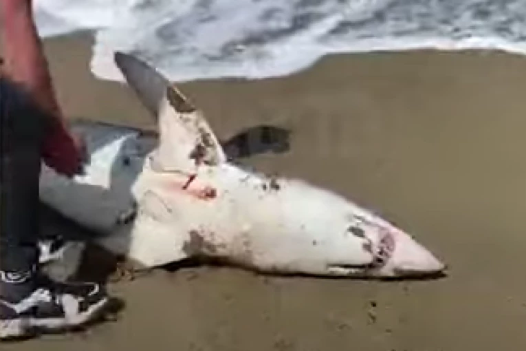 JAHALA MRTVU ZVER I SLIKALA SE: Jezivim fotografijama prethodilo PREBIJANJE NAMUČENE AJKULE!