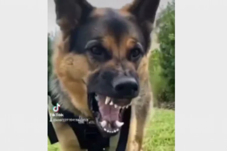 Vučjak IZUJEDAO DETE na igralištu u Rakovici! Hitno prevezeno u bolnicu!