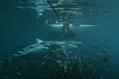 JEZIV SNIMAK ugledao svetlost dana! Ajkula SLOMILA KAVEZ I NAPALA RONIOCA! (VIDEO)