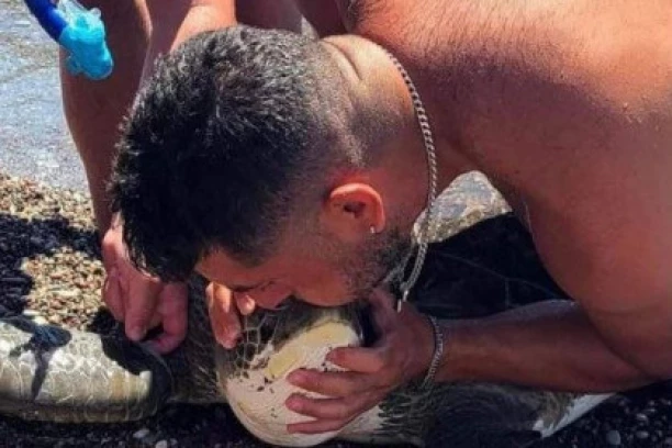 TEHNIKOM "USTA NA NOS" SPASAO ŽIVOT KORNJAČI: Četiri sata trajalo oživljavanje!