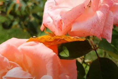 MISTERIOZNI DŽINOVSKI INSEKT ZAPREPASTIO ZLATIBORCE: Stigao iz Japana, veličine je šake i VEOMA JE SKUP! (FOTO, VIDEO)