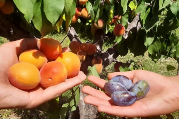 JEDNO STABLO, DVE VOĆKE: Neviđeno čudo u selu kod Aranđelovca, braća brala kajsije, a na drugoj grani ugledali - ŠLJIVE! (FOTO)