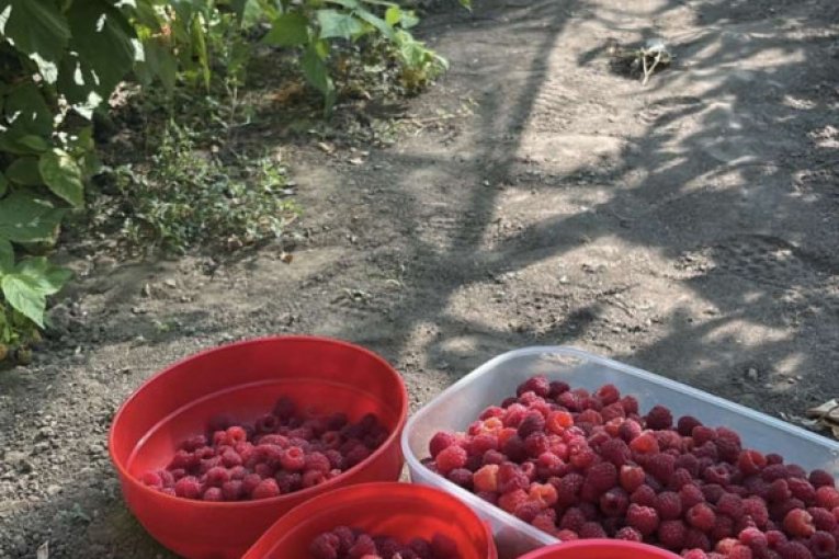 Stanija Dobrojević u voćnjaku