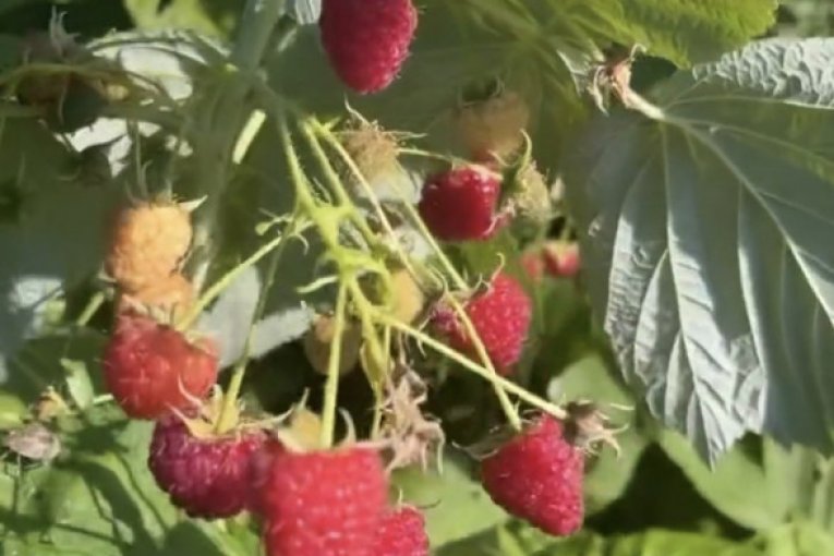 Stanija Dobrojević bere maline