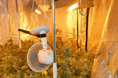 AKCIJA NIŠKE POLICIJE: Uhapšeni osumnjičeni dileri, zaplenjeno 124 kilograma kanabisa