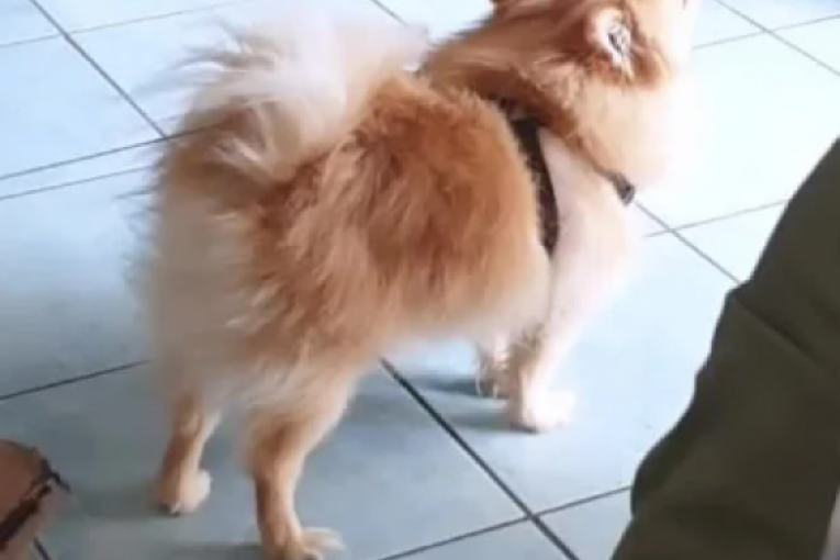 Prvi susret Dalile Dragojević i Tedija