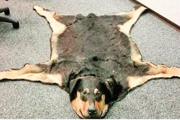 BOLESNA IDEJA ŠOKIRALA DRUŠTVENE MREŽE: Napravite ćilim od psa, umesto da ga kremirate (FOTO)