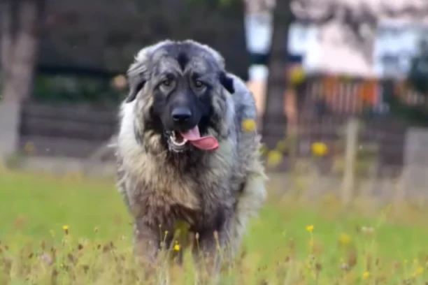 ŠARPLANINAC IZUJEDAO MUŠKARCA! Horor u Mladenovcu