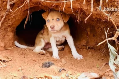 SVI SU GA OSTAVILI, IMAO JE OTVORENU RANU I JAUKAO JE U BOLOVIMA! Sudbina šteneta dira pravo u srce jer je onda usledilo čudo! (FOTO)