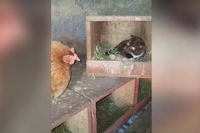 Kokoška zatekla mačku na svojim jajima, ono što je usledilo nema ni na filmu! (VIDEO)