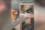 Kokoška zatekla mačku na svojim jajima, ono što je usledilo nema ni na filmu! (VIDEO)