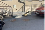 NESVAKIDAŠNJA SCENA U BEOGRADU! Ovca nepomično leži, pas je čuva! (FOTO)