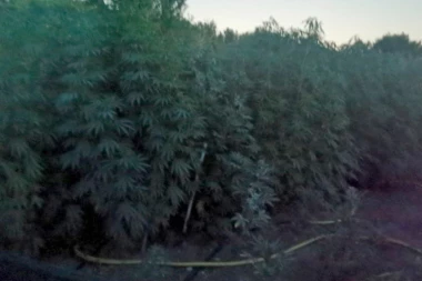 GAJIO MARIHUANU NA PARCELI: U Beogradu pronađen zasad od 40 stabljika