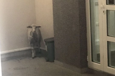 NASELJE NA VOŽDOVCU PRAVA OAZA ZA ŽIVOTINJE: Stanari nikad ne znaju koju će da zateknu kad izađu napolje