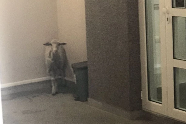 NASELJE NA VOŽDOVCU PRAVA OAZA ZA ŽIVOTINJE: Stanari nikad ne znaju koju će da zateknu kad izađu napolje