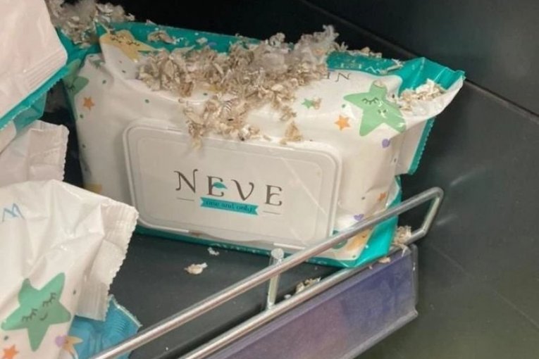 Ostaci izmeta i gnezda glodara