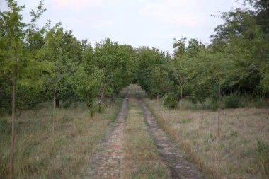 JOŠ SE NE ZNA IDENTITET OBEZGLAVLJENOG LEŠA: Psi lutalice doneli LJUDSKU lobanju do kapije?!