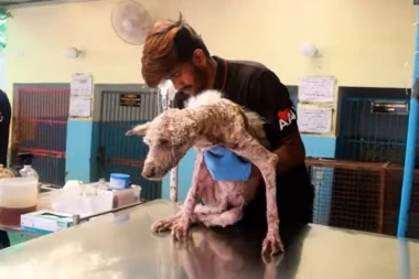 VIDEO KOJI DIRA PRAVO U SRCE! Potresna priča obišla svet, zbog ovog psa svi su plakali, a onda je usledila TRANSFORMACIJA! (VIDEO)